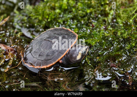 Red-bellied tortue de court (Emydura subglobosa), Papouasie Nouvelle Guinée Banque D'Images