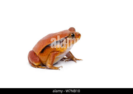 (Dyscophus guineti grenouille tomate), se produit à Madagascar Banque D'Images