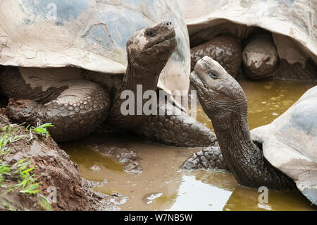 Volcan Alcedo tortues géantes (Chelonoidis nigra vandenburghi) se vautrer dans la pluie de saison extérieure, peut-être, de chaleur ou de dissuader les tiques, Alcedo Volcan, l'île Isabela, îles Galapagos, Equateur Banque D'Images