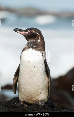 Mandiculus des Galapagos (Spheniscus) portrait. En voie de disparition. L'île Isabela, Galapagos, Equateur, juin. Banque D'Images