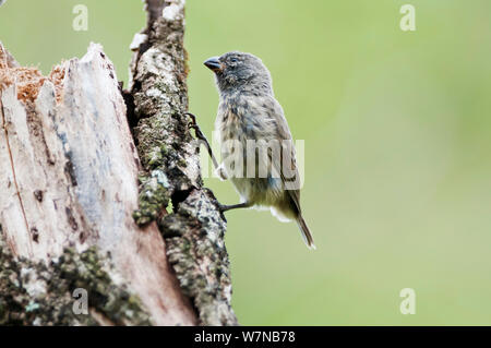 Arbre moyen finch (Camarhynchus pauper) dans la forêt de Scalesia. Cerro Paja, Île Floreana, Galapagos, Equateur, juin. Banque D'Images