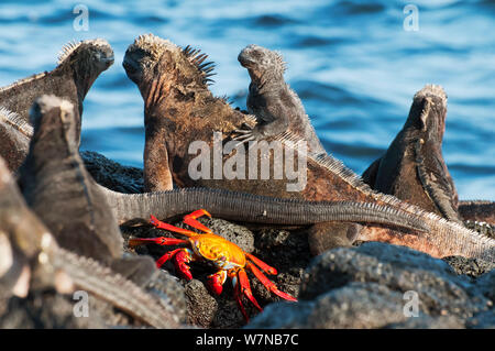 Iguane marin (Amblyrhynchus cristatus) avec Sally-lightfoot crab (Grapsus grapsus) qui peut nettoyer la peau de tiques et de débris. Puerto Egas, James Bay, l'île de Santiago, îles Galapagos, Equateur, juin. Banque D'Images