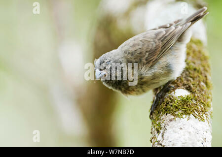 Arbre moyen finch (Camarhynchus pauper) dans la forêt de Scalesia. Cerro Paja, Floreana, Île, Îles Galapagos, Equateur, juin. Banque D'Images