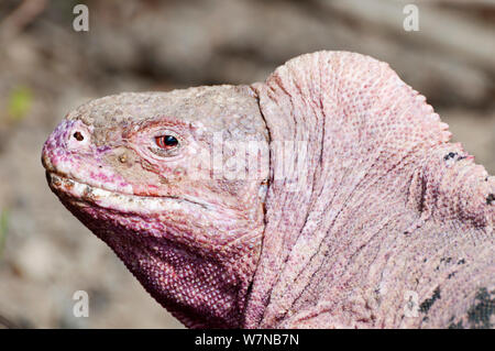 Iguana (Conolophus marthae rose du Nord), rim caldeira du volcan Wolf, Isabela Island, îles Galapagos, Equateur, espèces en danger critique d'extinction Banque D'Images