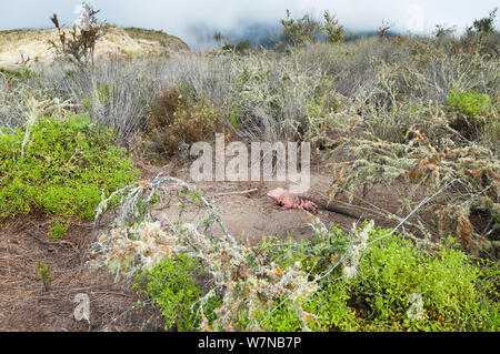 Iguana (Conolophus marthae rose) dans l'habitat sec sur caldera rim, Wolf, volcan de l'île Isabela, îles Galapagos, espèces en danger critique d'extinction Banque D'Images