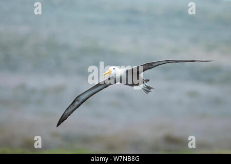 Albatros des Galapagos (Phoebastria irrorata) en vol. Punta Cevallos, Espanola (Hood) Island, îles Galapagos, Equateur, mai. Banque D'Images