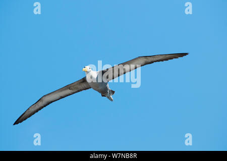 Albatros des Galapagos (Phoebastria irrorata) en vol sur fond de ciel bleu. Punta Cevallos, Espanola (Hood) Island, îles Galapagos, Equateur, juin. Banque D'Images