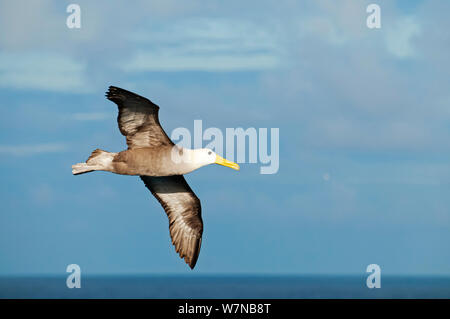 Albatros des Galapagos (Phoebastria irrorata) en vol. Punta Cevallos, Espanola (Hood), l'île de Galapagos, Equateur, mai. Banque D'Images