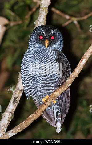 Le noir et blanc owl (Strix nigrolineata) yeux rougis par le flash de l'appareil photo, San Isidro, versant est des Andes tropicales, la Forêt Nuageuse Andine, versant est, de l'Équateur Banque D'Images