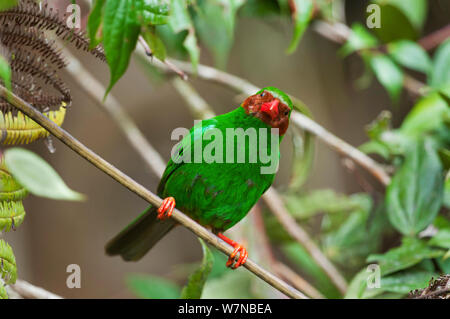 Tangara vert gazon (Chlorornis riefferii) portrait, Bellavista cloud forest réserve privée, 1700m d'altitude, la vallée de Tandayapa Andin, forêt de nuages, versant Ouest, Andes tropicales, l'Équateur Banque D'Images