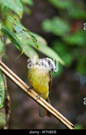 Moucherolle couronné d'or (Myiodynastes chrysocephalus) Bellavista cloud forest réserve privée, 1700m d'altitude, la vallée de Tandayapa Andin, forêt de nuages, Equateur Banque D'Images