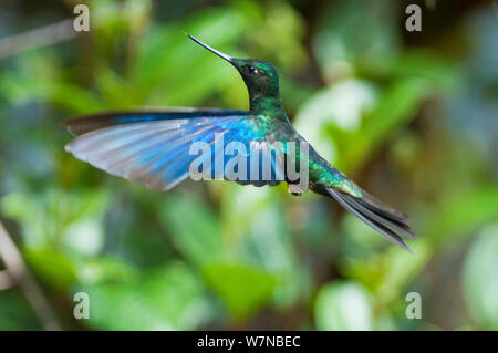 (Pterophanes cyanopterus Great sapphirewing) en vol, la réserve de Yanacocha, Fondation Jocotoco, 3 200 mètres d'altitude sur le versant ouest du volcan Pichincha, Communauté andine, l'Équateur de la forêt de nuages Banque D'Images