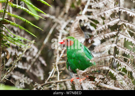 Tangara vert gazon (herbe-vert tanager) Bellavista cloud forest réserve privée, 1700m d'altitude, la vallée de Tandayapa Andin, forêt de nuages, versant Ouest, Andes tropicales, l'Équateur Banque D'Images