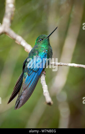 (Pterophanes cyanopterus Great sapphirewing) au repos, la réserve de Yanacocha, Fondation Jocotoco, 3 200 mètres d'altitude sur le versant ouest du volcan Pichincha, Communauté andine, l'Équateur de la forêt de nuages Banque D'Images