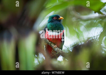 Trogon Trogon personatus (masqué) Bellavista cloud forest réserve privée, 1700m d'altitude, la vallée de Tandayapa Andin, forêt de nuages, Equateur Banque D'Images