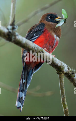 Trogon Trogon personatus (masqué) avec des proies, Bellavista cloud forest réserve privée, 1700m d'altitude, la vallée de Tandayapa Andin, forêt de nuages, Equateur Banque D'Images