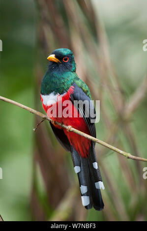 Trogon Trogon personatus (masqué) Bellavista cloud forest réserve privée, 1700m d'altitude, la vallée de Tandayapa Andin, forêt de nuages, Equateur Banque D'Images