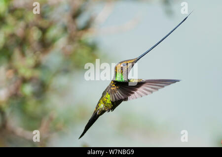 Épée Ensifera ensifera hummingbird (BEC) profile en vol, la réserve de Yanacocha, Fondation Jocotoco, 3 200 mètres d'altitude sur le versant ouest du volcan Pichincha, Communauté andine, l'Équateur de la forêt de nuages Banque D'Images