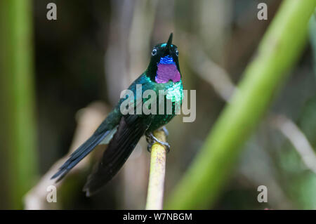 (Heliangelus exortis Tourmaline sunangel) Guango réserve privée, vallée de Papallacta, Communauté andine, l'Équateur de la forêt de nuages Banque D'Images