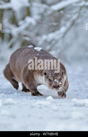 Loutre d'Europe (Lutra lutra) s'exécutant sur étang gelé UK, prises dans des conditions contrôlées Janvier Banque D'Images