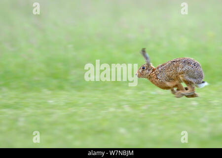 Lièvre d'Europe (Lepus europaeus) mâle femelle chasse, UK, juin Banque D'Images