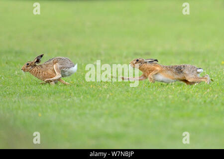 Lièvre d'Europe (Lepus europaeus) fréquentations chase, Royaume-Uni, juin Banque D'Images