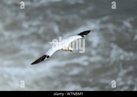 Fou de Bassan (Morus bassanus) survolant la mer, falaises de Bempton, UK, Juillet Banque D'Images