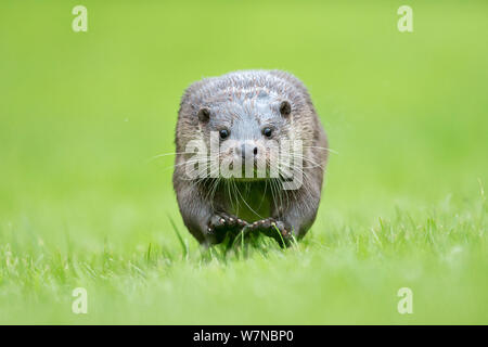 Loutre d'Europe (Lutra lutra) en marche sur la tête, UK, prises dans des conditions contrôlées Juillet Banque D'Images