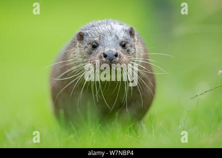 Loutre d'Europe (Lutra lutra) en marche, UK, prises dans des conditions contrôlées Juillet Banque D'Images