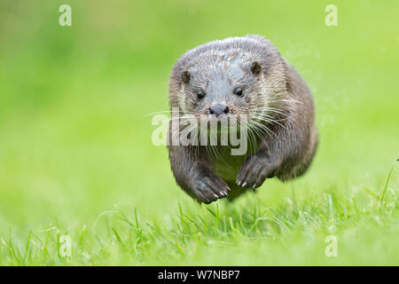 Loutre d'Europe (Lutra lutra) en marche sur la tête, UK, prises dans des conditions contrôlées Juillet Banque D'Images