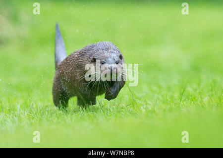 Loutre d'Europe (Lutra lutra) en marche, UK, prises dans des conditions contrôlées Juillet Banque D'Images