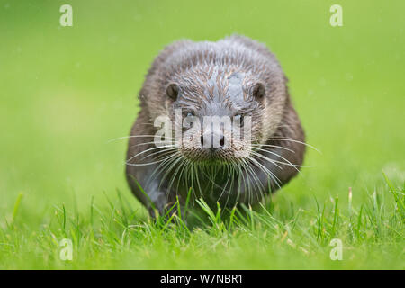 Loutre d'Europe (Lutra lutra) en marche, UK, prises dans des conditions contrôlées Juillet Banque D'Images