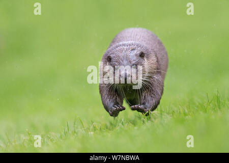 Loutre d'Europe (Lutra lutra) en marche, UK, prises dans des conditions contrôlées Juillet Banque D'Images