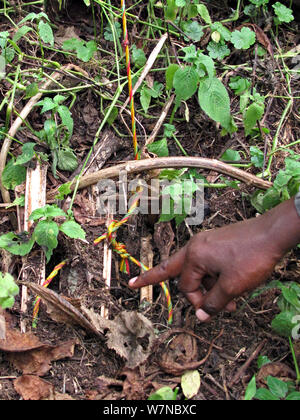 Les braconniers piège dans la forêt, à gauche pour la faune mais ils peuvent piéger les gorilles des montagnes, volcans Virunga, le Rwanda, l'Afrique Centrale Banque D'Images