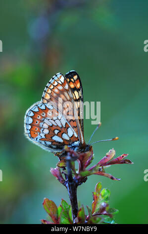 Marsh Fritillary butterfly (Euphydryas aurinia) au repos. La réserve commune Powerstock, Dorset, UK, mai. Banque D'Images