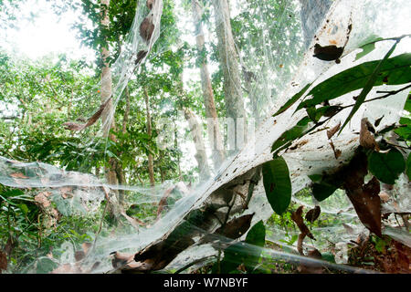 Spider Web entonnoir (Agelena consociata) colonie de nidification et les pièges du web. Bai Hokou, Parc National de Dzanga-Ndoki, République centrafricaine. Banque D'Images