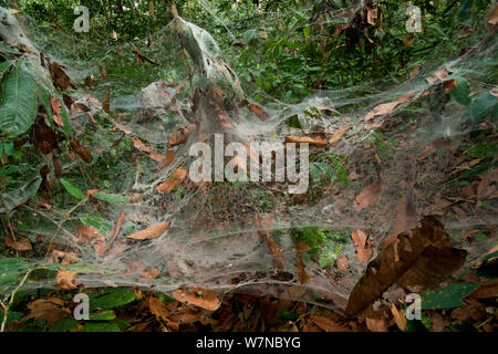 Spider Web entonnoir (Agelena consociata) colonie de nidification et les pièges du web. Bai Hokou, Parc National de Dzanga-Ndoki, République centrafricaine. Banque D'Images