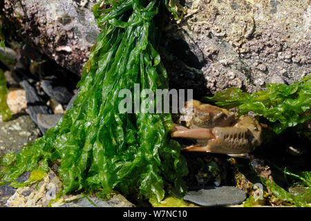 Montagu's / sillonnaient le crabe (Lophozozymus incisus / Xantho hydrophilus) se cacher derrière les algues vertes, près de Falmouth, Cornwall, UK, août. Banque D'Images