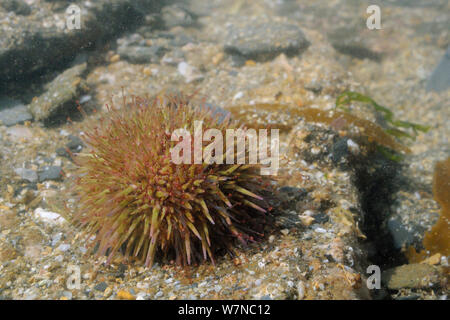 Violet / vert-tige (oursin Psammechinus miliaris) dans un rockpool faible sur la rive, près de Falmouth, Cornwall, UK, août. Banque D'Images