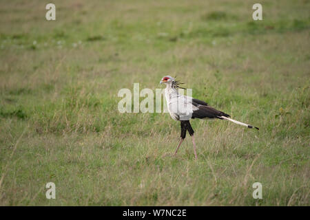 Oiseau secrétaire marchant à travers l'herbe verte courte dans le Masai Mara Banque D'Images