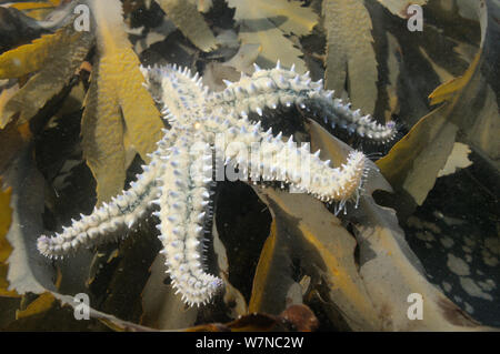 Tortue de mer (Marthasterias glacialis) entre la crémaillère (Fucus serratus) dans un rockpool faible sur la rive, près de Falmouth, Cornwall, UK, août. Banque D'Images