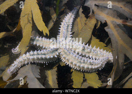 Tortue de mer (Marthasterias glacialis) entre la crémaillère (Fucus serratus) dans un rockpool faible sur la rive, près de Falmouth, Cornwall, UK, août. Banque D'Images