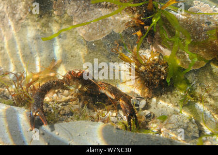 Vue sur la tête de squatter le homard (squamifera Galathea) dans un rockpool faible sur la rive entre mélange de rouge, vert et algues brunes, près de Falmouth, Cornwall, UK, août. Banque D'Images