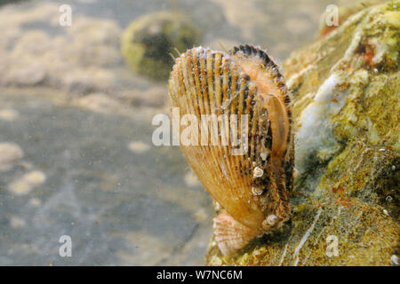 Pétoncle bigarré (Chlamys varia) alimentation du filtre avec ses soupapes partiellement ouvert tout en restant fixé à un rocher dans une faible rockpool, sur la rive, avec un tronc commun (patelle Patella vulgata) dans l'arrière-plan, près de Falmouth, Cornwall, UK, août. Banque D'Images