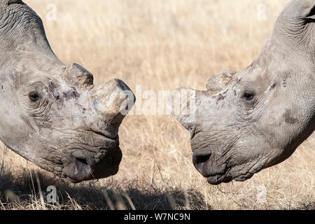 Les rhinocéros blancs du dehorned (Ceratotherium simum) sur le rhino ferme, Klerksdorp, Province du Nord-Ouest, Afrique du Sud, Juin 2012 Banque D'Images