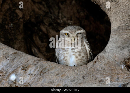 Spotted owlet (Athene brama) assis dans l'arbre, l'Inde, Mars Banque D'Images