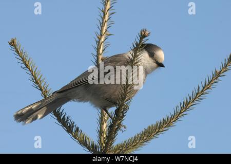 Mésangeai du Canada (Perisoreus canadensis) en hiver, au Québec, Canada, Mars Banque D'Images