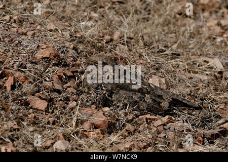 Or (Indien asiaticus) totalement camouflé sur le sol, Ranthambhore National Park, Rajasthan, Inde, Mars Banque D'Images