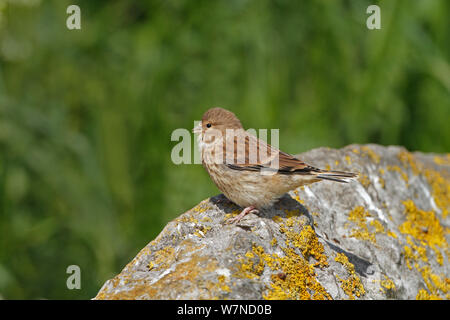 (Linnet Carduelis cannabina) juvenile perché sur rock en attente d'être nourris, Cheshire UK Juin Banque D'Images