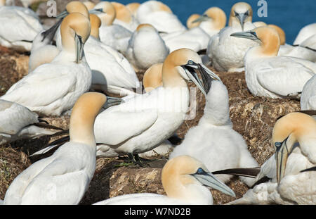 Fou de Bassan (Morus bassanus) poussin d'alimentation sur son nid, au milieu grande colonie, l'île Great Saltee, Wexford, Irlande, juin Banque D'Images